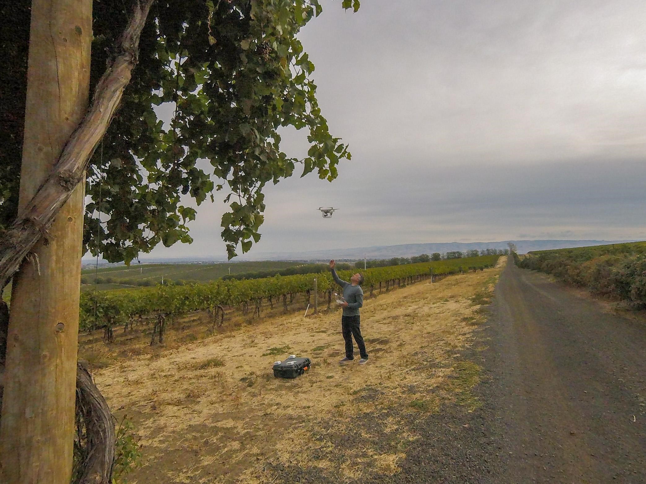 Flying Drones over wine grapes