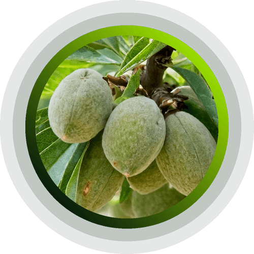Almonds