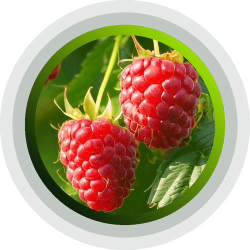 Raspberries