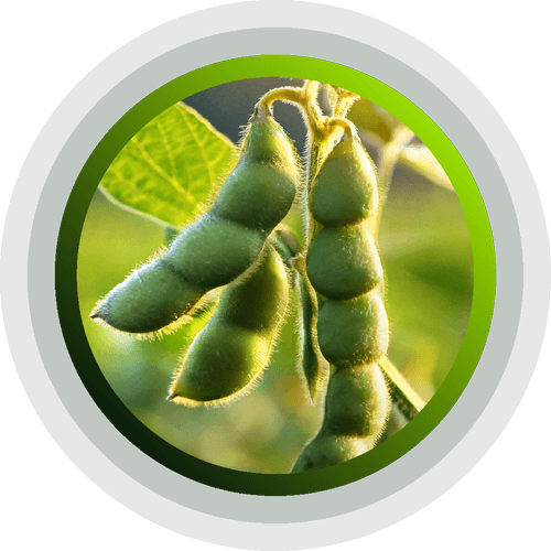 Soybeans